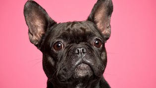  Why a Frenchie is our mascot